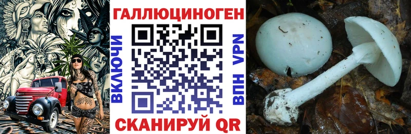 Купить где Старица Галлюциногенные грибы Cubensis